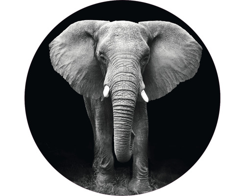 Fototapet SPECIAL DECORATION non-woven Elefant svartvit Ø190cm