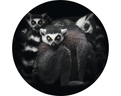 Fototapet SPECIAL DECORATION non-woven Lemur Ø190cm
