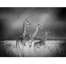 Svartvit fotografi av tre giraffer på savannen