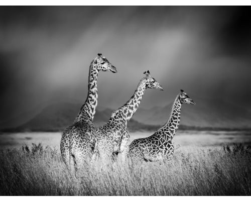 Fototapet SPECIAL DECORATION Giraffer svartvit 5 delar 243x184cm Svartvit fotografi av tre giraffer på savannen