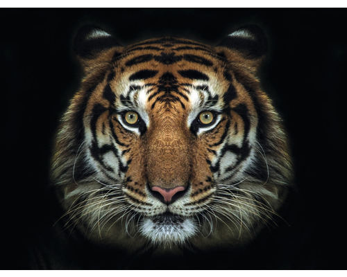 Fototapet SPECIAL DECORATION Tiger 5 delar 243x184cm