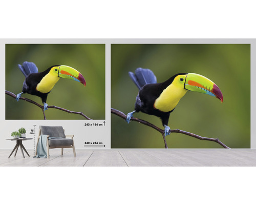 Fototapet med en tukan på en gren, storlekar 243 gånger 184 centimeter och 340 gånger 254 centimeter