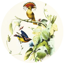 Fototapet SPECIAL DECORATION non-woven Fåglar 1 Ø190cm