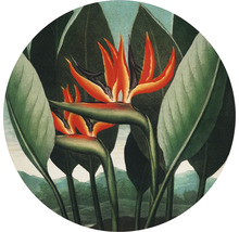 Fototapet SPECIAL DECORATION non-woven Strelitzia Ø190cm