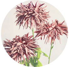Fototapet SPECIAL DECORATION non-woven Krysantemum Ø190cm