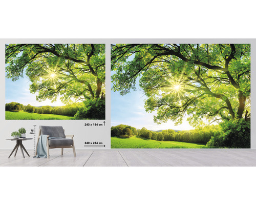 Fototapet med trädmotiv och solsken, storlek 340 gånger 254 centimeter och 243 gånger 184 centimeter
