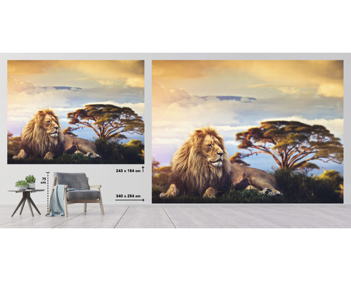 Fototapet med lejonmotiv framför afrikanskt savannlandskap, storleksangivelser