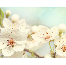 Närbild av vita blommor med bruna ståndare