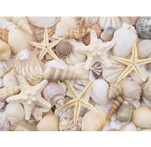 Fototapet SPECIAL DECORATION Snäckskal 7 delar 340x254cm