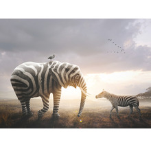 Illustration av en elefant med zebramönster, en fågel på ryggen och en flock zebror i bakgrunden.