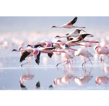 Fototapet SPECIAL DECORATION Flamingo 7 delar 340x254cm
