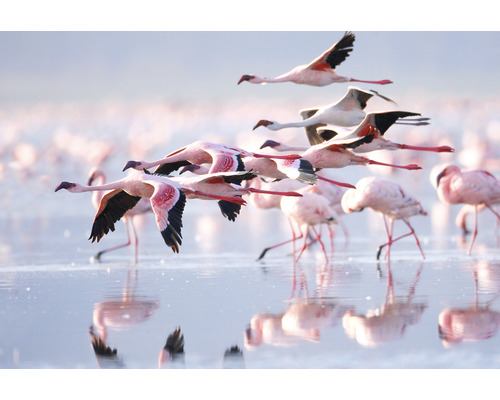 Fototapet SPECIAL DECORATION Flamingo 7 delar 340x254cm