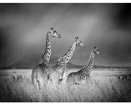 Fototapet SPECIAL DECORATION Giraffer svartvit 7 delar 340x254cm