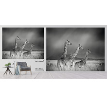 Fototapet SPECIAL DECORATION Giraffer svartvit 7 delar 340x254cm