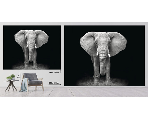 Fototapet med elefantmotiv i svartvitt, storleksangivelse