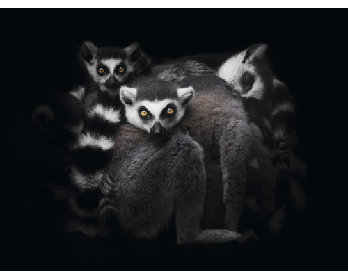 Fototapet SPECIAL DECORATION Lemur 7 delar 340x254cm