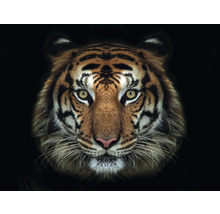 Fototapet SPECIAL DECORATION Tiger 7 delar 340x254cm