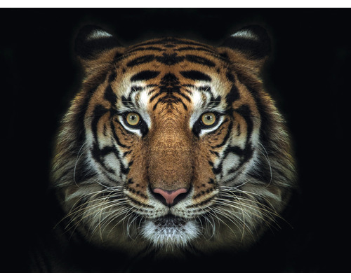 Fototapet SPECIAL DECORATION Tiger 7 delar 340x254cm