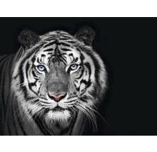 Fototapet SPECIAL DECORATION Tiger svartvit 7 delar 340x254cm