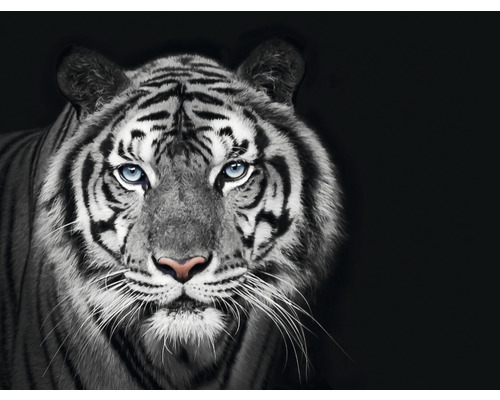 Fototapet SPECIAL DECORATION Tiger svartvit 7 delar 340x254cm