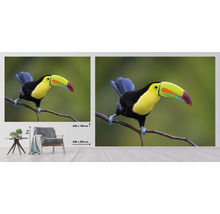 Fototapet SPECIAL DECORATION Tukan 7 delar 340x254cm