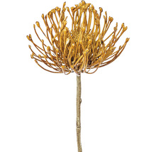 Konstgjord Protea blomma på stjälk