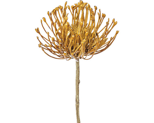 Konstväxt Nåldyna Protea 48cm orange