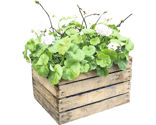 Trälåda planterad med pelargoner Trälåda planterad med pelargoner