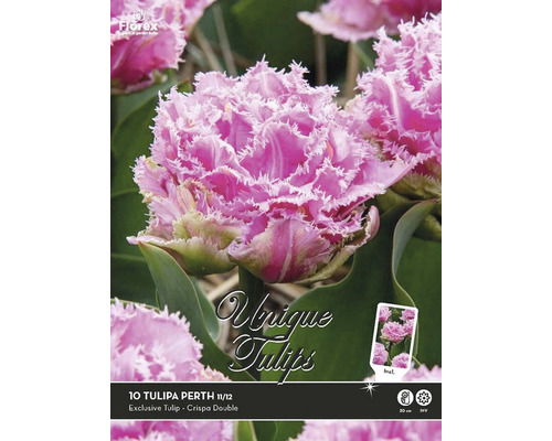 Blomsterlökar Tulpan 'Perth' 11/12 10-pack