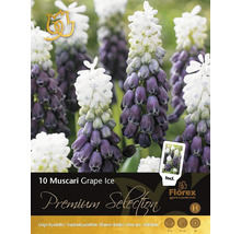 Förpackning med 10 st Muscari Grape Ice blomsterlökar