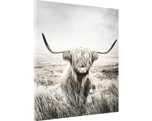 Canvastavla Highland Cattle75x100cm