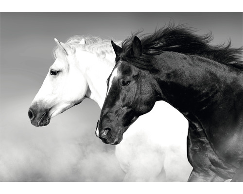 Canvastavla Horse Black & White75x100cm