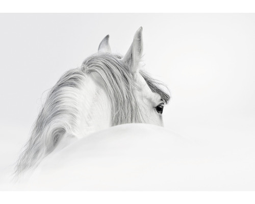 Canvastavla Horse White 75x100cm