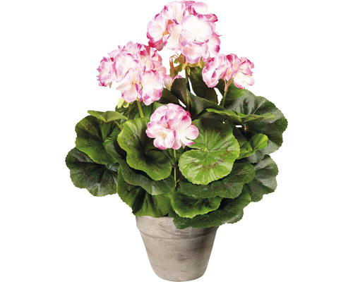 Konstväxt Geranium i kruka 34cm rosa/vit