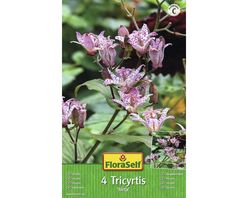 Blomsterlökar FLORASELF Hårig Skugglilja Tricyrtis Hirta 4st