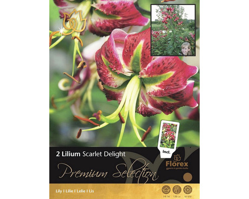 Blomsterlökar Premium Lilja Scarlet Delight 2st