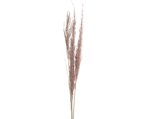 Konstväxt pampasgräs ljusrosa 115cm