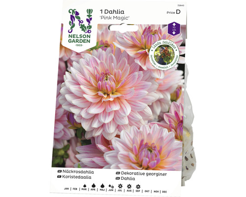 Blomsterlök NELSON GARDEN Näckrosdahlia Pink Magic 1st