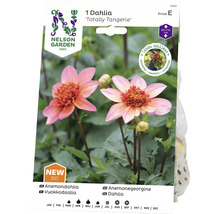 Fröförpackning anemon dahlia ''Totally Tangerie''