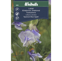 Blomsterfrö WEIBULLS Luktärt Blue ripple