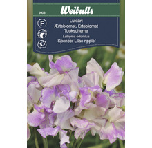 Weibulls Luktärt ''Spencer Lilac ripple'' Fröpaket