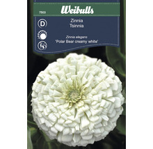 Zinnia Tsinia blomfrön