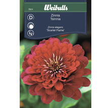 Fröförpackning Zinnia ''Scarlet Flame''