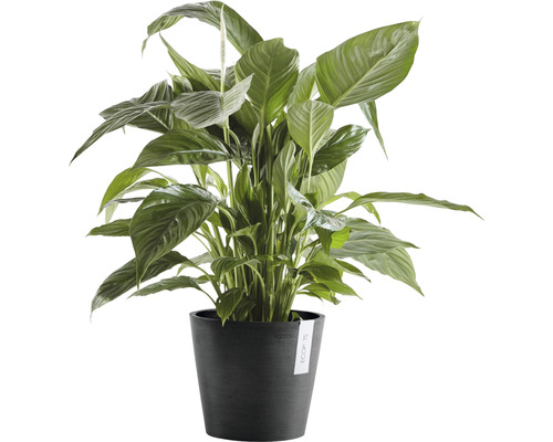 Fredskalla krukväxt i kruka