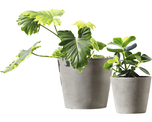 Två krukväxter i grå planteringskärl