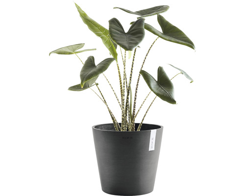 Inomhusväxt Alocasia i kruka