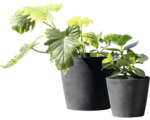 Två krukväxter i blomkrukor