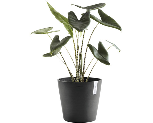 Inomhusväxt Alocasia med randiga stjälkar i en kruka