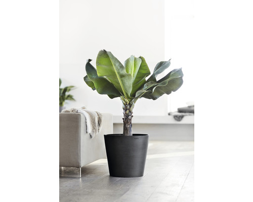 Interiörbild av en bananplanta i kruka