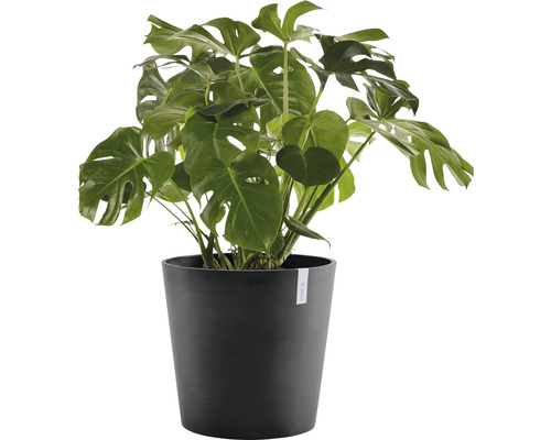 Monstera krukväxt i kruka